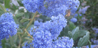 California Native Plants Grow Wild California native plants