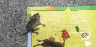 WeHo Bans Use Of Glue Traps