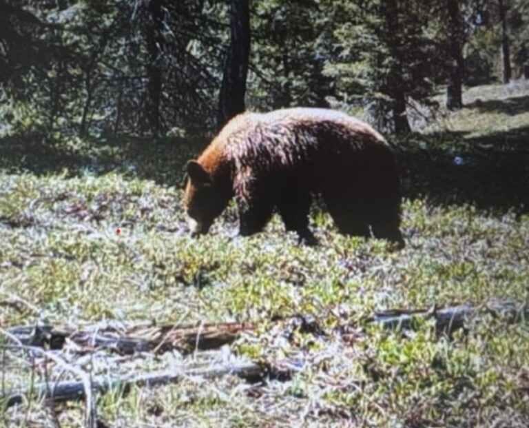 Authorities Tracking Whereabouts Of Black Bear
