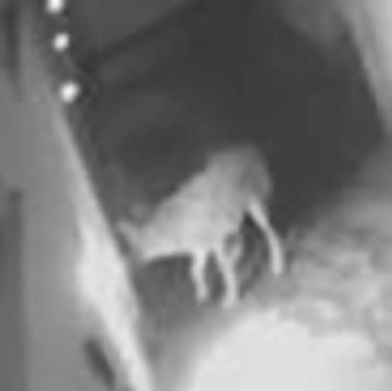 Coyote Enters Woodland Hills Home Through Doggie Door