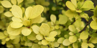 Hedge Pruning Straight And Narrow hedge