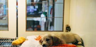 24-Hour Emergency Pet Hospital Opens In Santa Monica