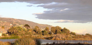 Body In A Barrel Discovered At Malibu Lagoon