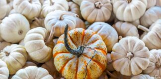 St. Bernardine’s Fall Festival Is October 6-8