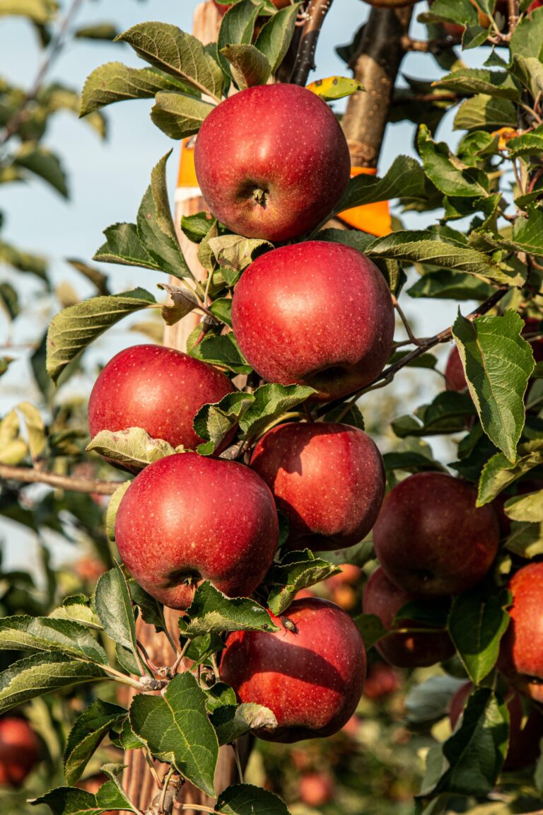 A Trip To The Apple Orchard