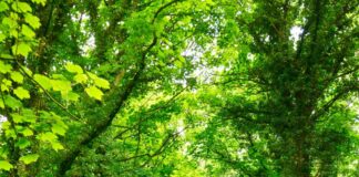 West Hollywood To Start Annual Tree Pruning