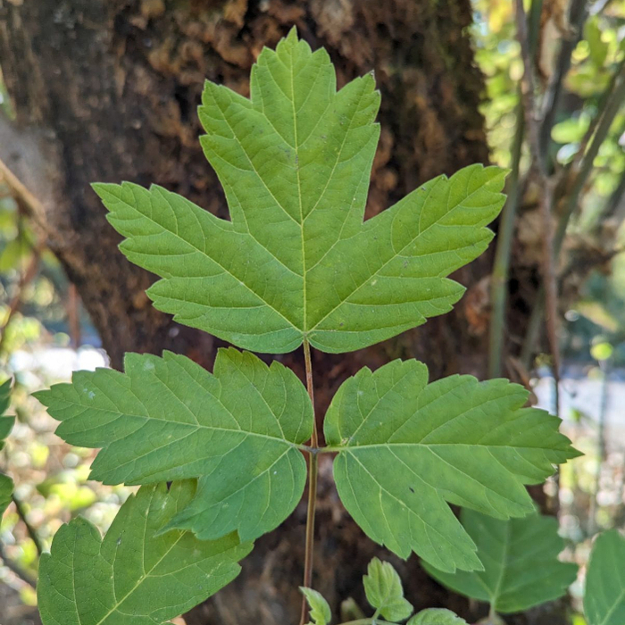 31108+ defoliation