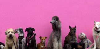 Doggy Daze Returns To Beverly Hills November 5