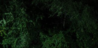 Samuel Haskell IV Charged After A Torso Is Discovered In Dumpster