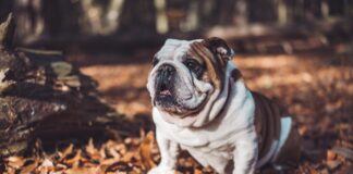 LASD Searching For Suspects Who Stole English Bulldog