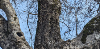 Pollard And Coppice During Winter pollard