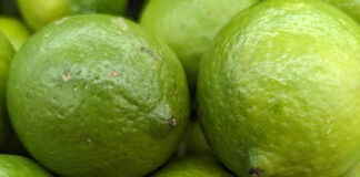 Citrus Fruit Ripens Through Winter citrus