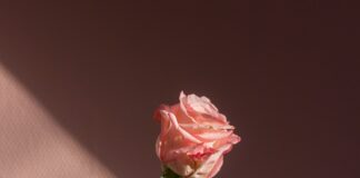 “May December” Is A Twisted Tale!