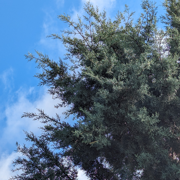 40228+ arboriculture