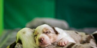 Arrest Made In Dog Theft Case