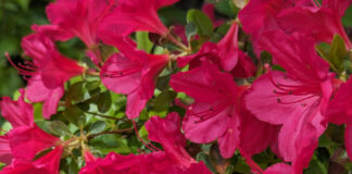 Floral Color Communicates To Pollinators floral color