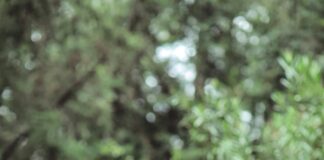 West Hollywood Hosting Annual Tree Planting April 20