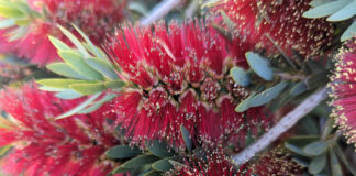 Environmental Factors Silently Influence Bloom environmental factors