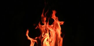 LAFD Knockdown Tree Fire