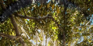 Anya Baroff Wins Grant for Tree Planting Efforts