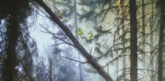 Mandatory Brush Clearance For Homeowners June 1 Deadline