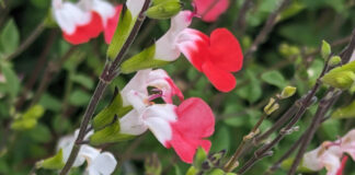 Layering Can Copy Favored Flora layering