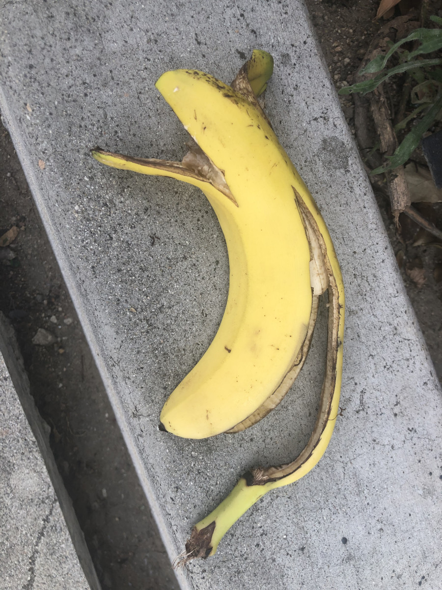 Banana Foto116