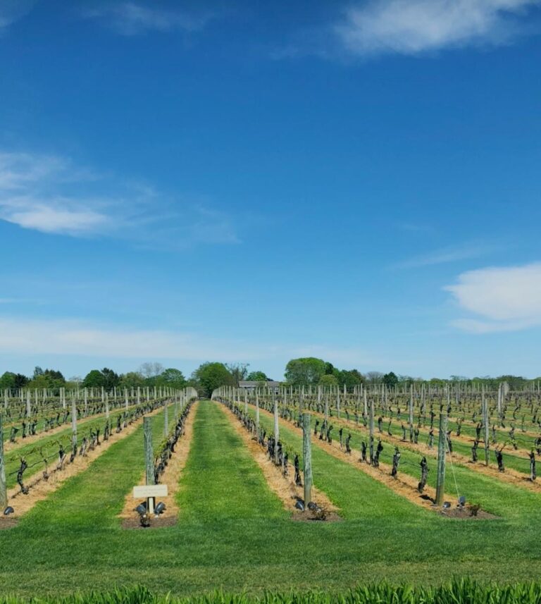 Celebrities And Wineries And More!