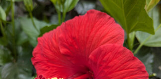 Pollinators Are As Busy As Bees pollinators