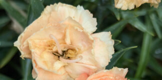 Florist Quality And Landscape Quality florist