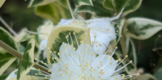 Planting Should Not Be Complicated planting