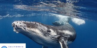 Whale Tail Grants Applications Now Being Accepted