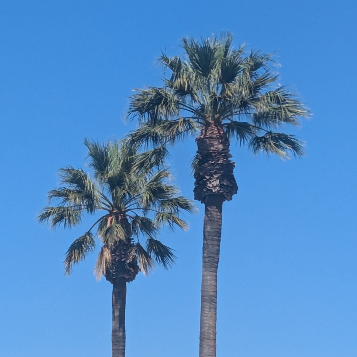 palm trees