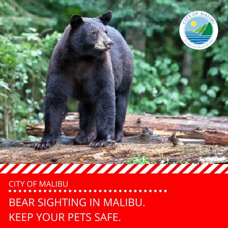 Residents Warned About Bear Sighting