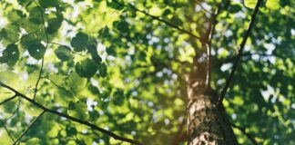Annual Tree Trimming Starts In West Hollywood