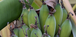 Banana Trees Actually Produce Bananas banana