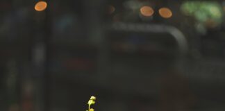 UCLA PD Investigating Off Campus Aggravated Assaults