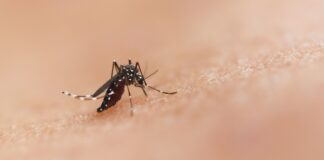 11 Cases Of Mosquito-Borne Dengue In SOCAL