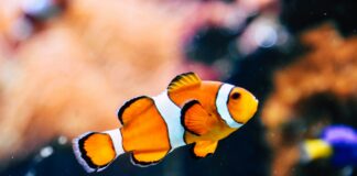 “Survivor 47” Recap: ‘Belly Of The Beast’