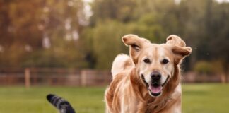 New Off Leash Dog Run Celebration By Big Blue Bus