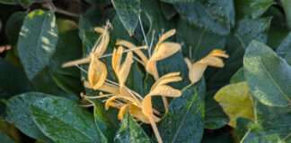 Dried Flowers Were Formerly Fresh dried flowers