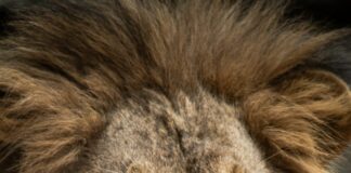 “Kraven The Hunter” Has Tired Narrative, Plenty Of Action