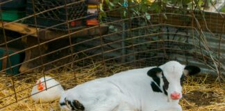 Newsom Declares State Of Emergency Over Bird Flu