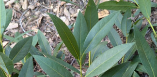 Arboriculture Is Very Specialized Horticulture arboriculture