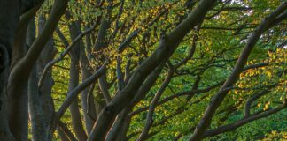 Tree Trimmer Shocked By Electrical Wires