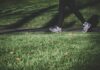 Shatterproof Walk Returns Griffith Park