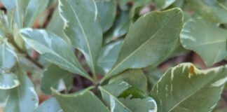 Hedging Produces Foliar Green Fences hedging