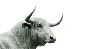 Stock Market Soars Following Trump’s Tariff Pause Announcement