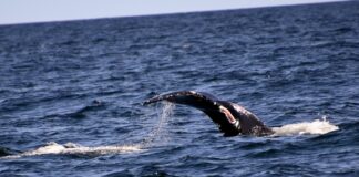 PMMC Releases Whale’s Cause Of Death