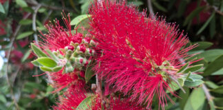 Hummingbirds Enjoy Home Gardens Also hummingbirds